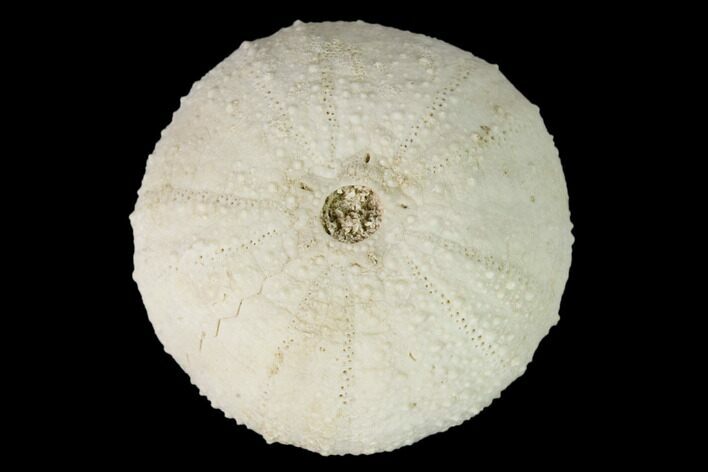 Cretaceous Echinoid (Orthopsis) Fossil - France #147134